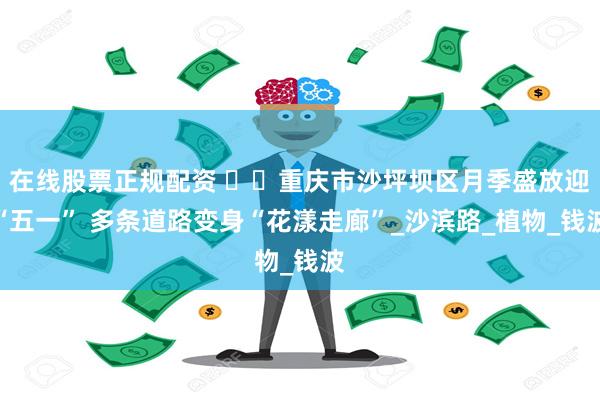在线股票正规配资 ​​重庆市沙坪坝区月季盛放迎“五一” 多条道路变身“花漾走廊”_沙滨路_植物_钱波
